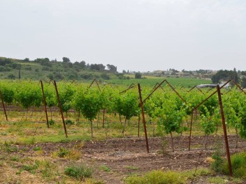 חתונה בכרם פארק אלונה  - ליד זכרון יעקב, בנימינה