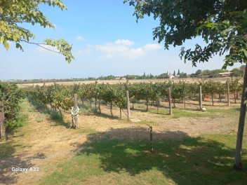 יקב כרם ג'ויס ביצרון [בין גדרה לאשדוד]