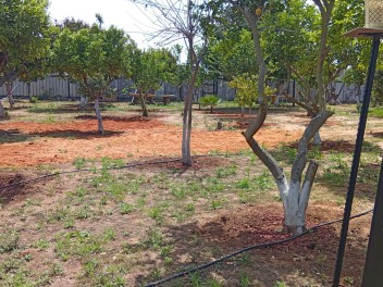 גן עצי הפרי אירועים - חתונת בוטיק בשרון